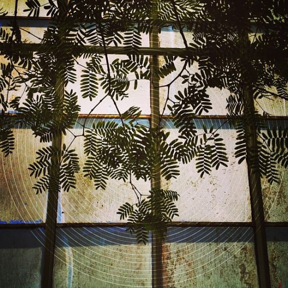 Greenhouse Effect by Suzanne Beard