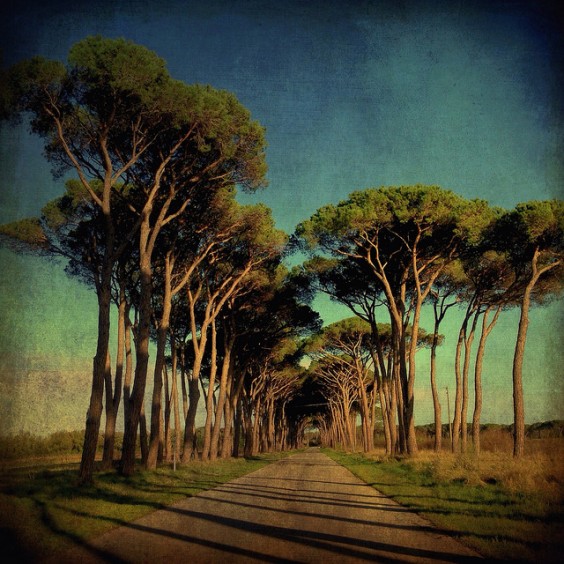 Coltano, near Pisa on a late afternoon. 6x6,Photogene, Snapseed, Laminar