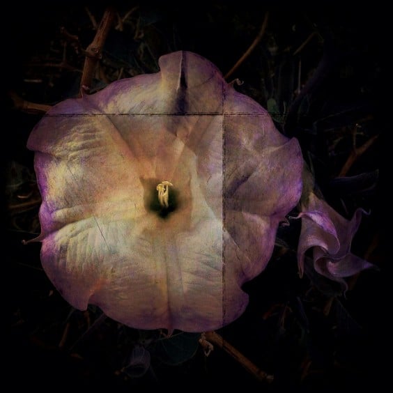 Datura bloom, square