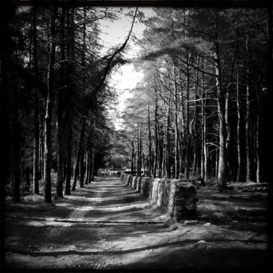 Forest Walk #2 by Andy Butler taken with hipstamatic