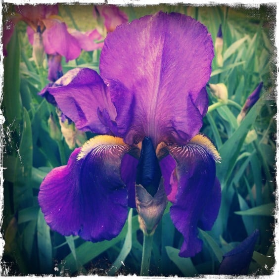 Bearded Iris by Paul Cutright