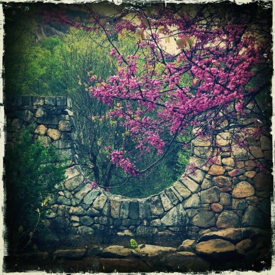 Redbud Tree Stone Wall by Paul Cutright