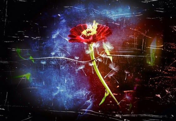 Incandescent Genius by Meri Walker