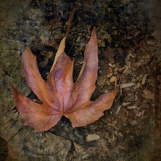 Fallen