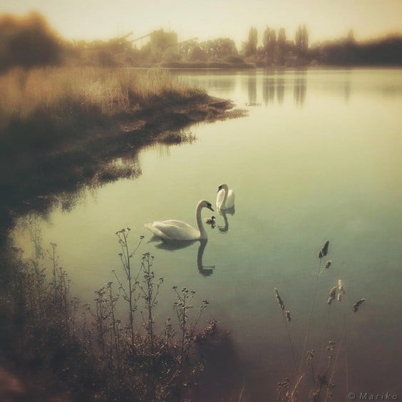 Photo by Mariko Klug