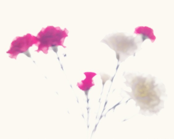 10 Beautiful Examples of Flower Photography Taken with a Smartphone 5 Photo by Mark Whitcombe