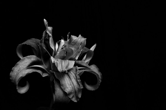 10 Beautiful Examples of Flower Photography Taken with a Smartphone 4 Photo by Jeffrey Simpson