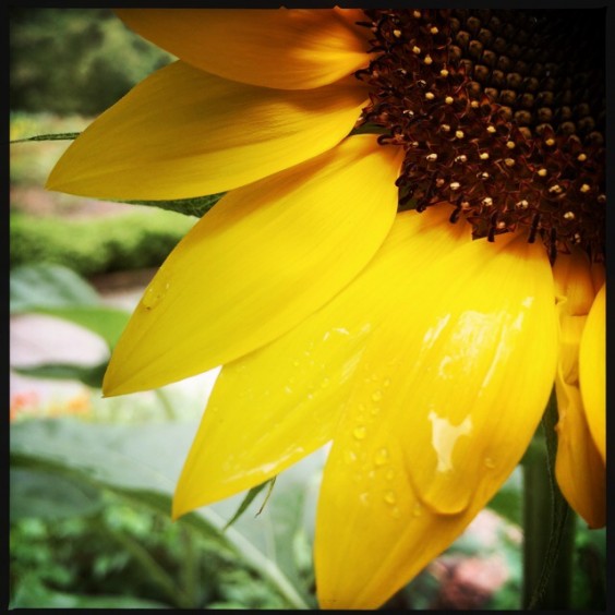 10 Beautiful Examples of Flower Photography Taken with a Smartphone 8 Photo by Nikki Vlatos