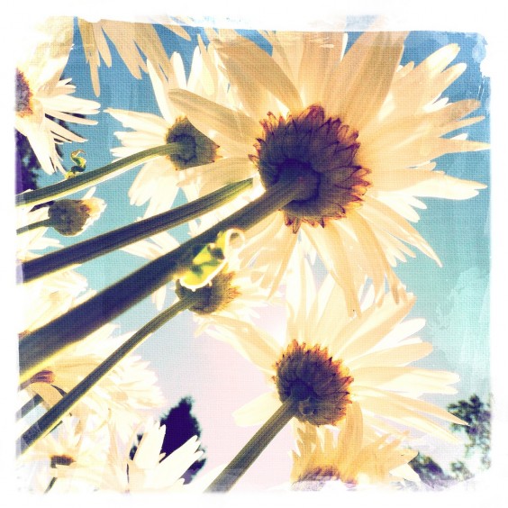 10 Beautiful Examples of Flower Photography Taken with a Smartphone 2 Photo by Nick Kenrick