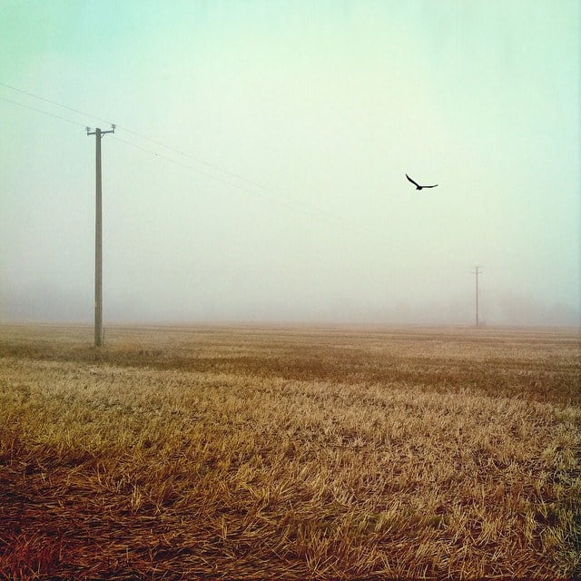 Photo by Ross Mannion