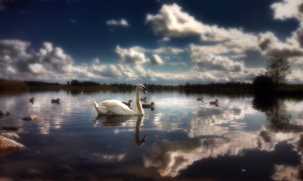 Swan-on-a-local-lake