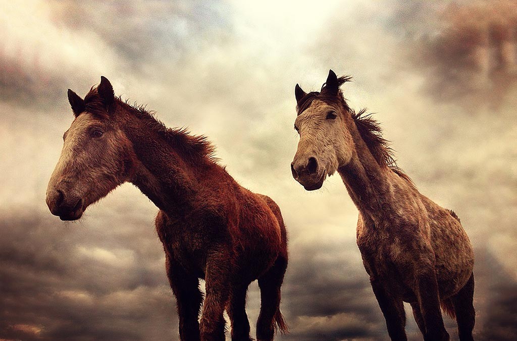 Wild-Horses-In-The-West-Of-Ireland