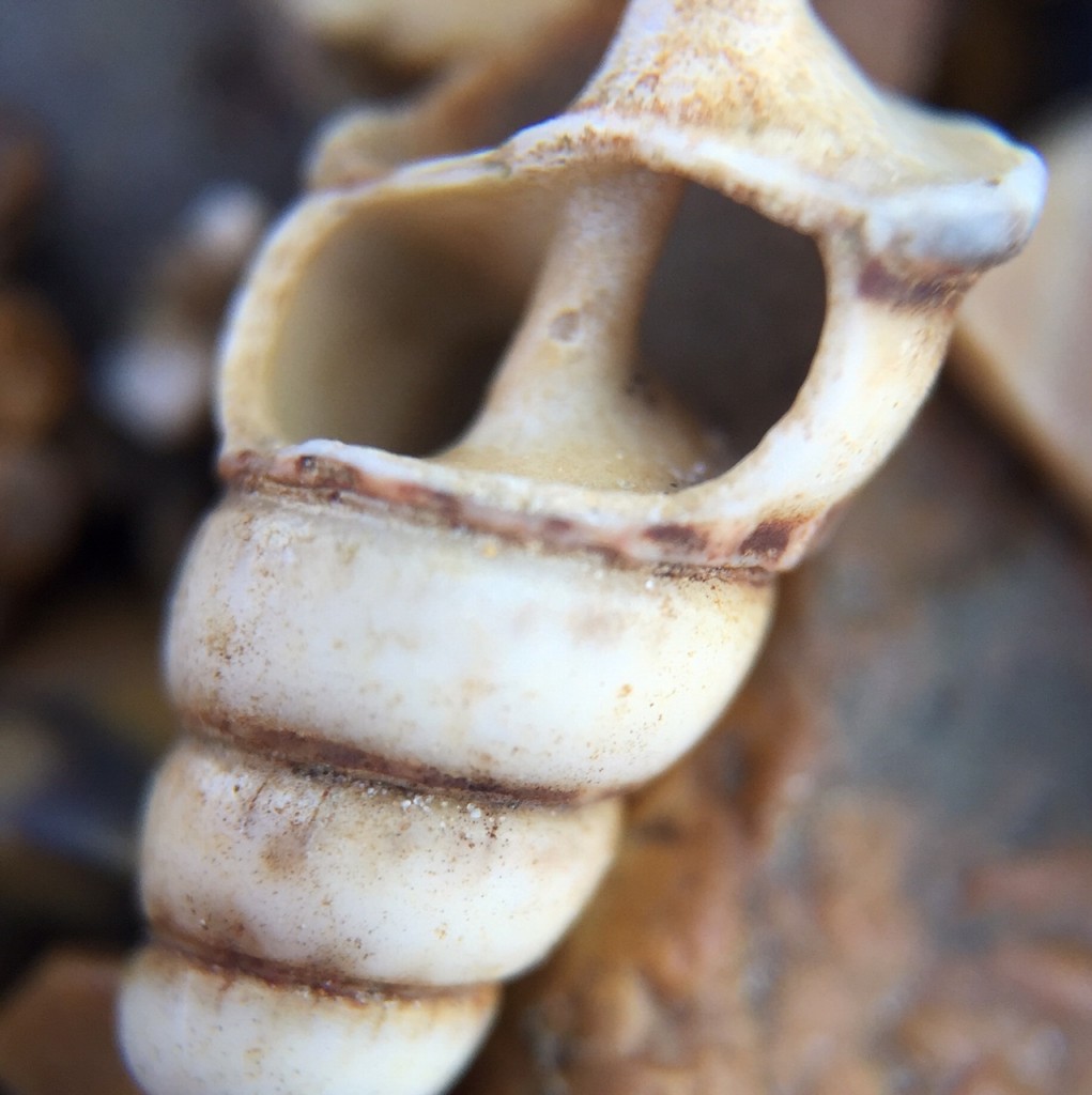 Photo of a seas shell using an Olloclip Macro Lens
