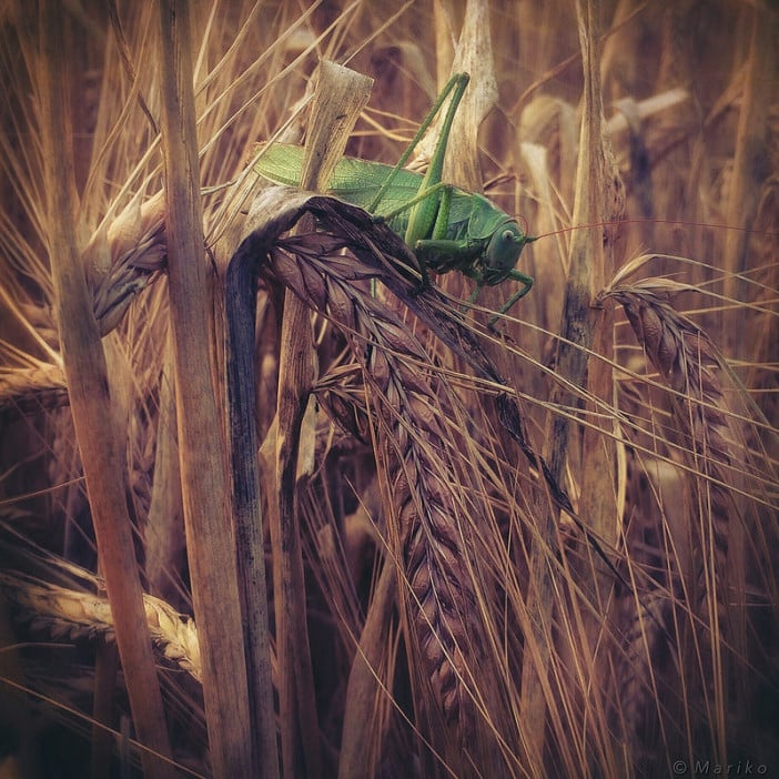 The iPhone Landscape Photography of Mariko Klug 3 Photo by Mariko Klug