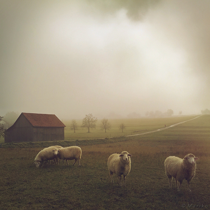 Photo by Mariko Klug