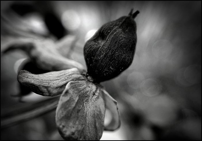 Depth of Field Blur Photo by Firery Broome