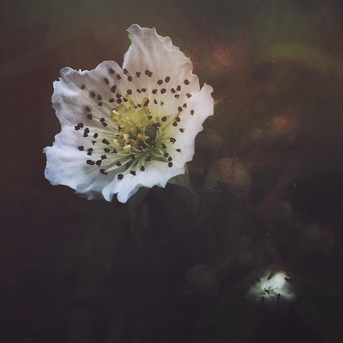 10 Beautiful (& Inspiring) iPhone Photos of Flowers & Fauna 3 idieuwke_19_7_2016_16_12_34_850