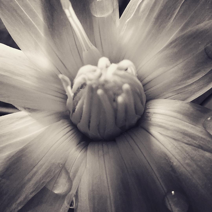 10 Stunning Examples of Macro Photography Taken with a Smartphone 8 aparnamendu_15_9_2016_15_24_59_560