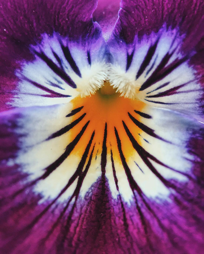 10 Stunning Examples of Macro Photography Taken with a Smartphone 9 Photo by Andrea Sanders