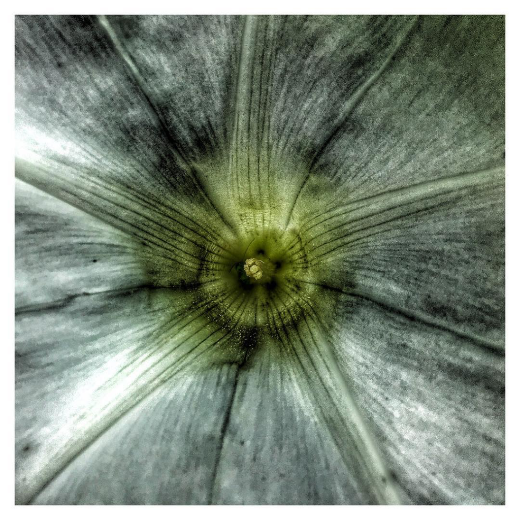 10 Stunning Examples of Macro Photography Taken with a Smartphone 7 lightorb_15_9_2016_16_10_41_836
