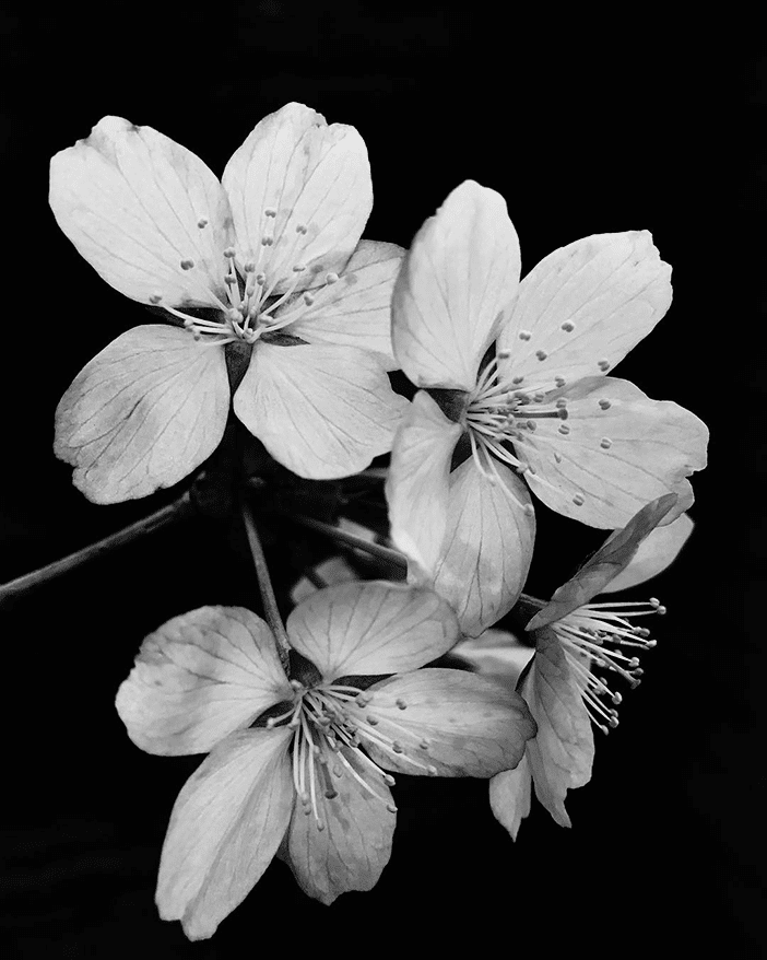 10 Beautiful Photos of Nature (All Taken With A Smartphone) 6 10 Beautiful Photos of Nature (All Taken With A Smartphone) 6