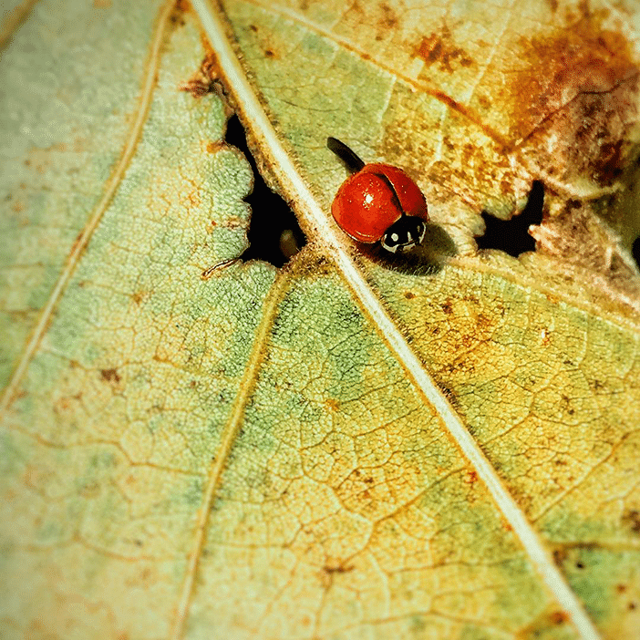 10 Amazing Macro Photos Of Small Things Taken With a Smartphone 1
