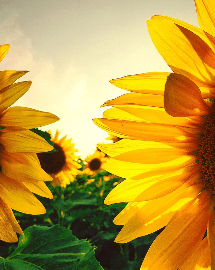 10 Wonderful Summertime Inspired Smartphone Photos