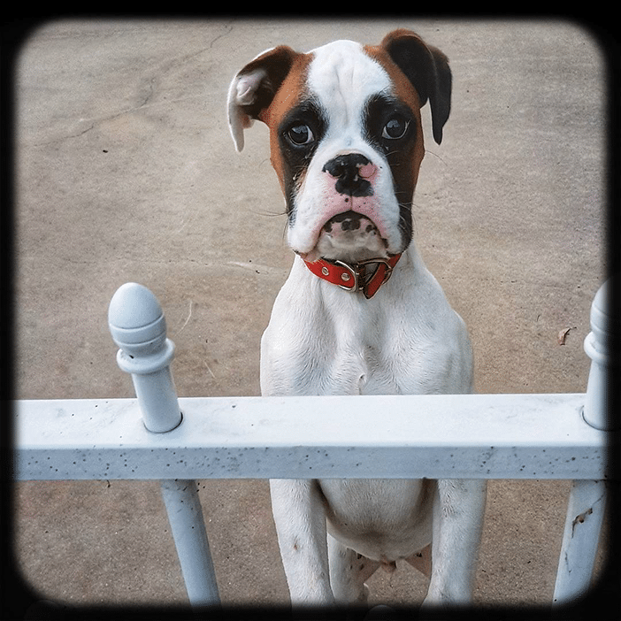 18 Beautiful Portraits of People & Animals Taken With a Smartphone 7 18 Beautiful Portraits of People & Animals Taken With a Smartphone 7