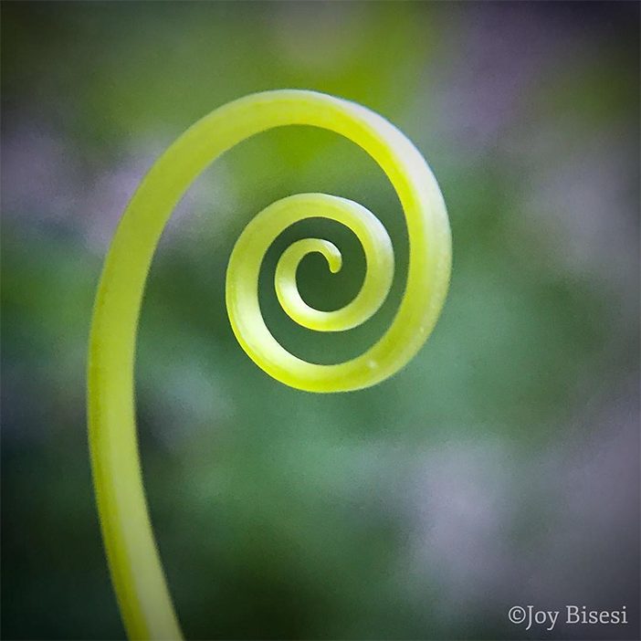Showcase Challenge: 15 Curve Inspired Photos (Taken With A Smartphone) 13 Showcase Challenge: 15 Curve Inspired Photos (Taken With A Smartphone) 13
