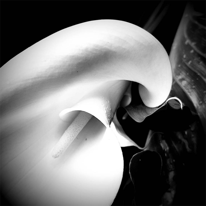 Showcase Challenge: 15 Curve Inspired Photos (Taken With A Smartphone) 10 Showcase Challenge: 15 Curve Inspired Photos (Taken With A Smartphone) 10