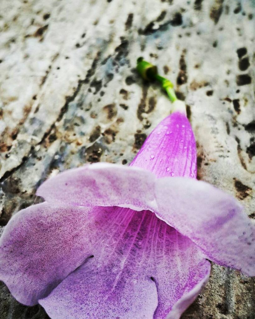 Showcase Challenge: 16 Beautiful Winter-Time Inspired Smartphone Photos. 15 Showcase Challenge: 16 Beautiful Winter-Time Inspired Smartphone Photos. 15