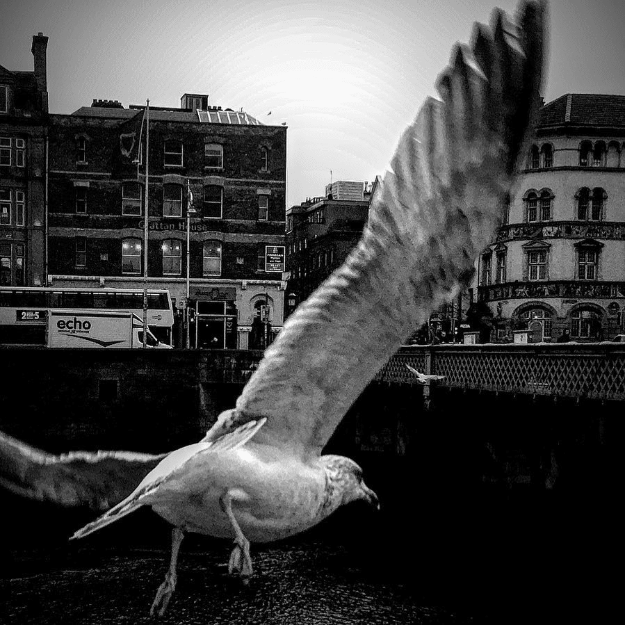 Showcase Challenge: 20 Stunning Examples of Black and White Smartphone Photography 5