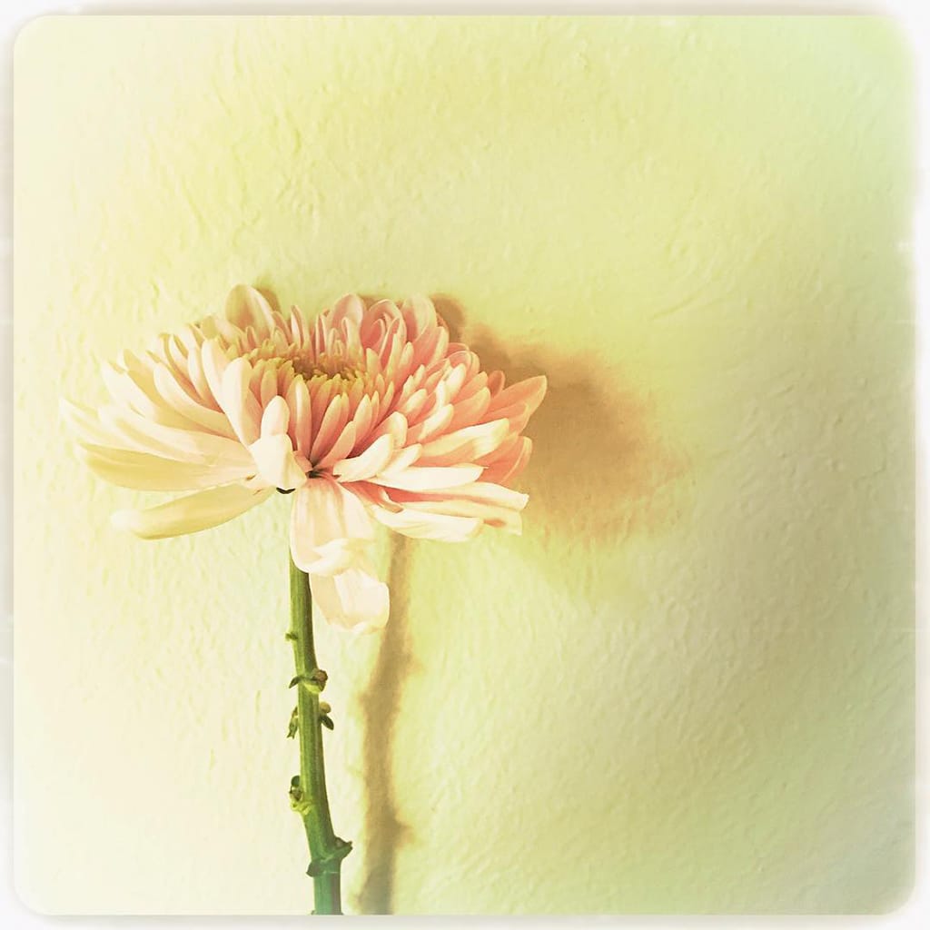Mobiography Showcase Challenge: 15 Simple Photo Compositions That Were Taken With A Smartphone 9 Mobiography Showcase Challenge: 15 Simple Photo Compositions That Were Taken With A Smartphone 9