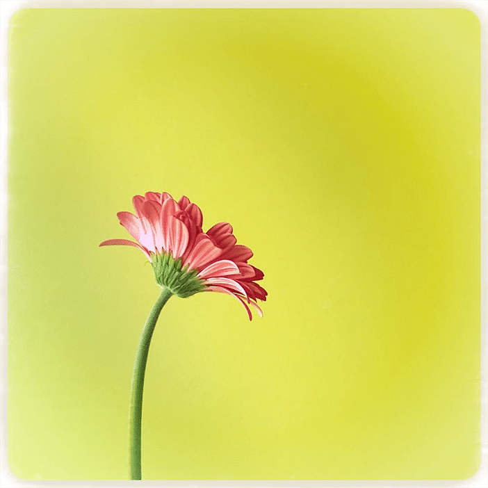 Mobiography Showcase Challenge: 12 Beautiful Springtime Photos (Taken With A Smartphone) 11 Mobiography Showcase Challenge: 12 Beautiful Springtime Photos (Taken With A Smartphone) 11