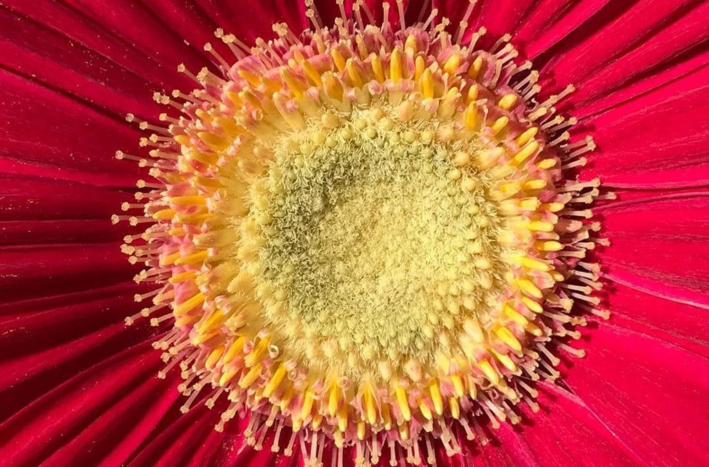 Mobiography Showcase Challenge: 12 Stunningly Red Smartphone Photos