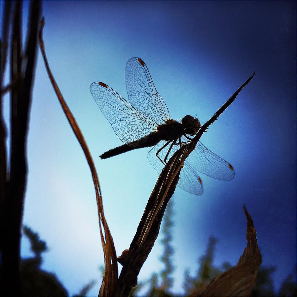 Mobiography Showcase Challenge: 15 Amazing Blue Inspired Smartphone Photos 8
