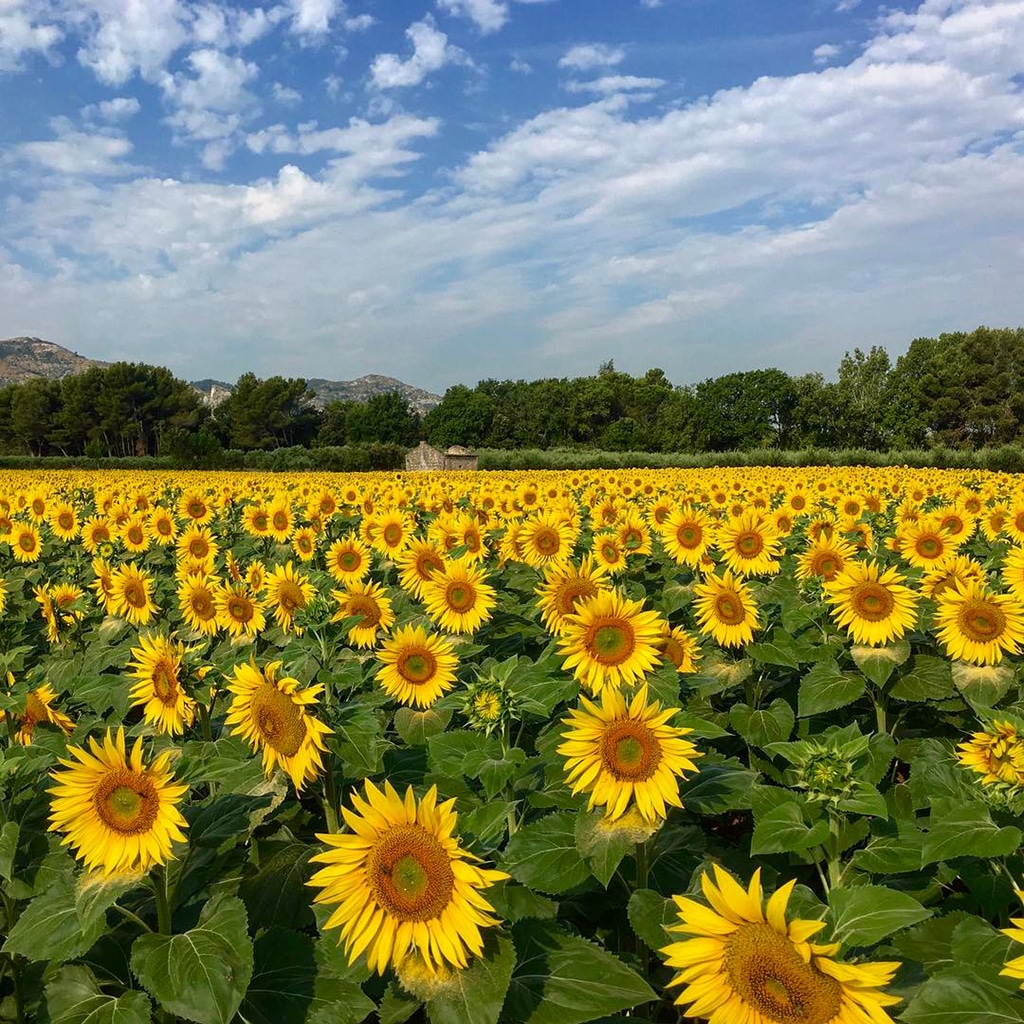 Mobiography Photo Challenge: 15 Stunning Beautiful World Inspired Smartphone Photos 5 Mobiography Photo Challenge: 15 Stunning Beautiful World Inspired Smartphone Photos 5