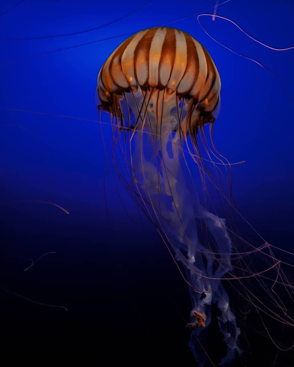 Mobiography Photo Challenge: 15 Stunning Beautiful World Inspired Smartphone Photos 9 Mobiography Photo Challenge: 15 Stunning Beautiful World Inspired Smartphone Photos 9