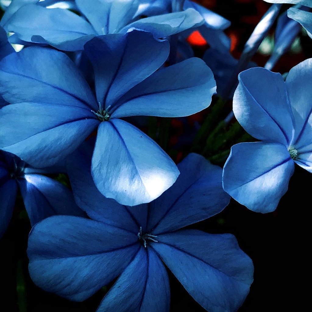 Mobiography Photo Challenge: 19 Beautifully Blue Inspired Smartphone Photos 7