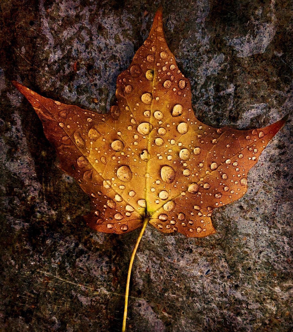 Mobiography Photo Challenge: 14 Amazing Autumn Inspired Smartphone Photos 4