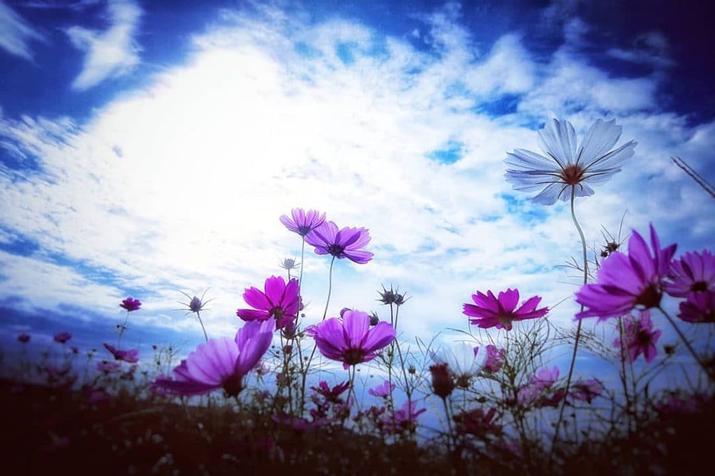 Mobiography Photo Challenge: 19 Beautifully Blue Inspired Smartphone Photos 18