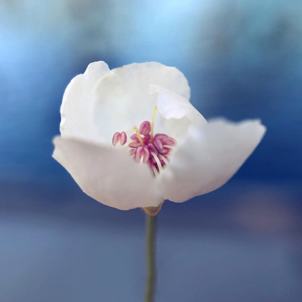 13 Top Tips For Improving Your Flower Photography 7