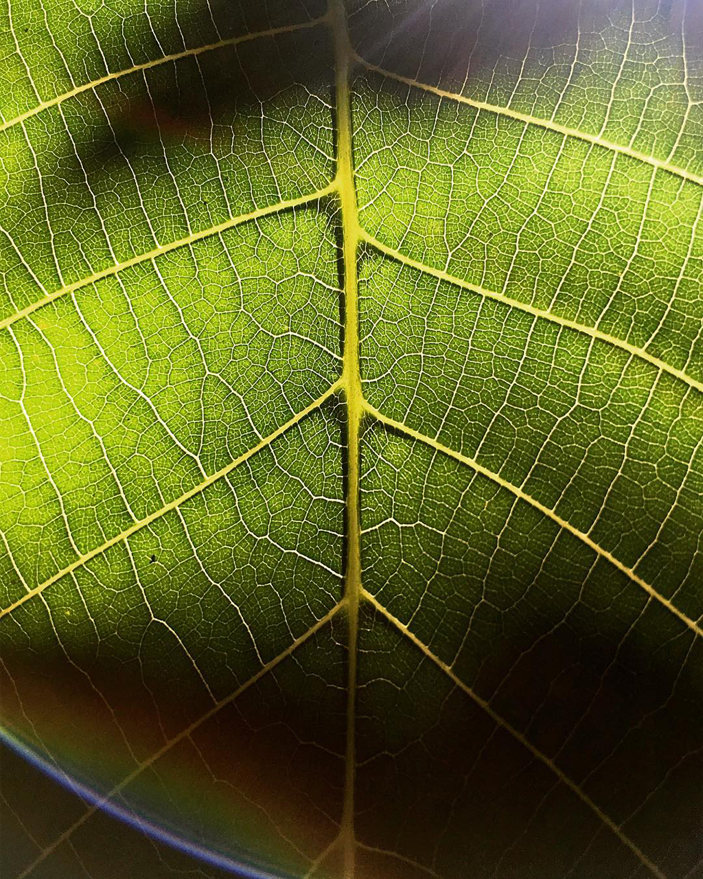 Mobiography Photo Challenge: 14 Green Inspired Photos Taken With a Smartphone 4