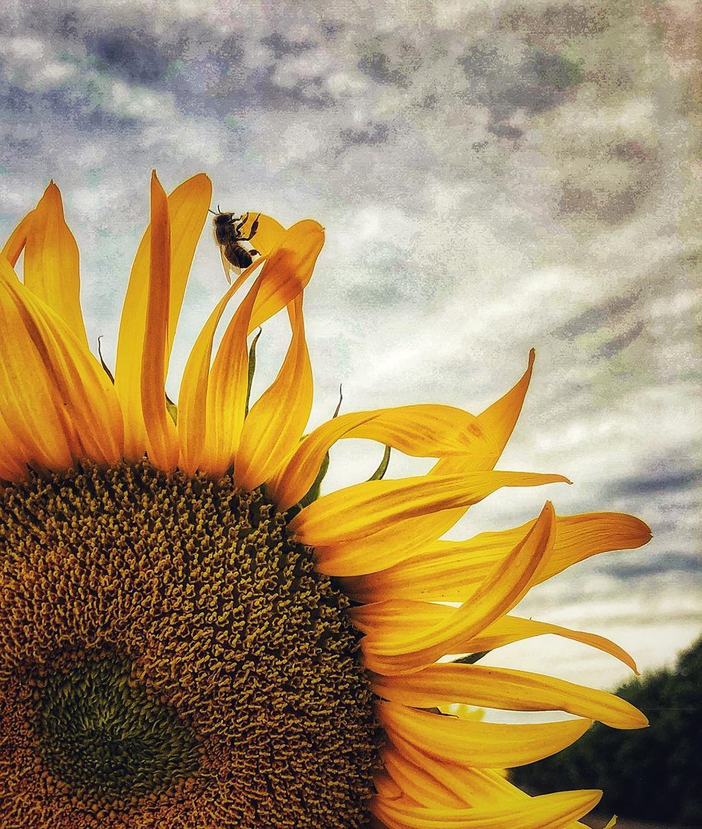 Mobiography Photo Challenge: 15 Yellow Inspired Photos Taken With a Smartphone 1