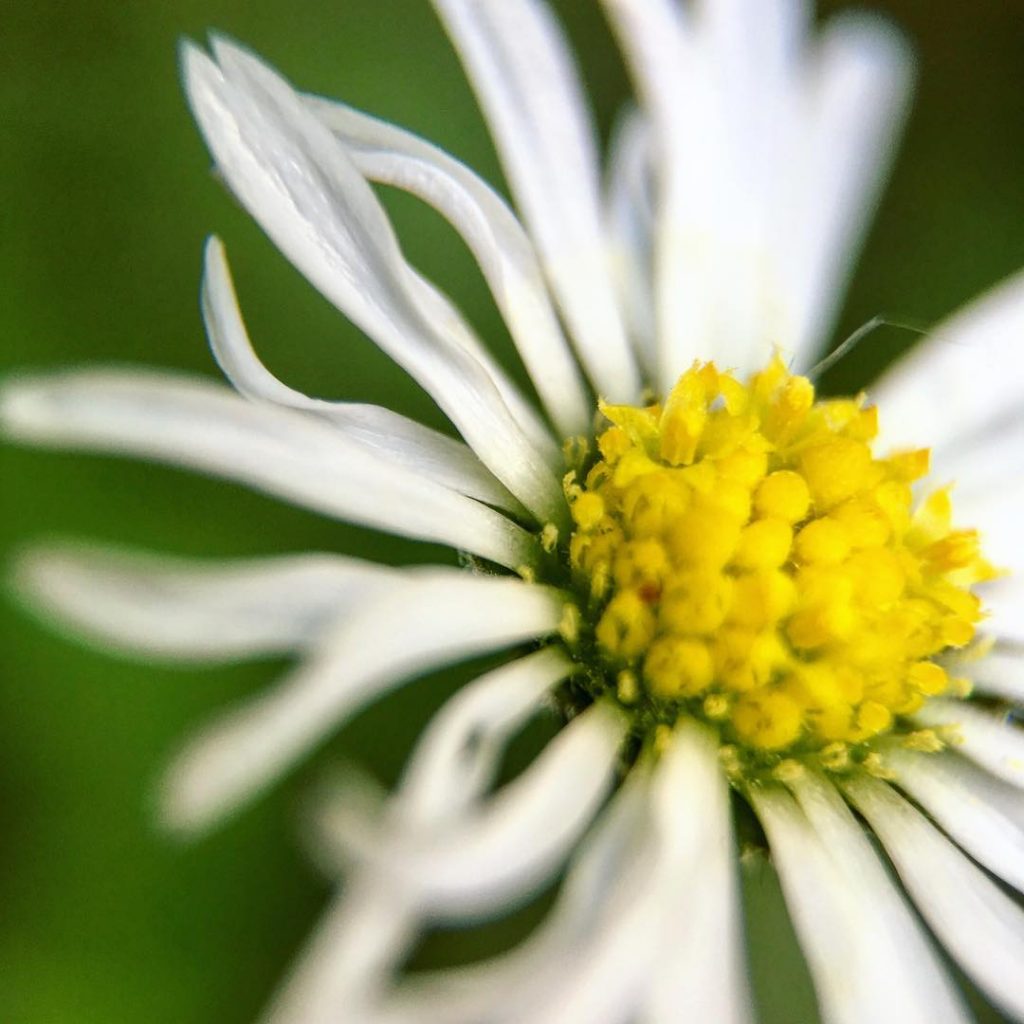 Mobiography Photo Challenge: 15 Yellow Inspired Photos Taken With a Smartphone 15