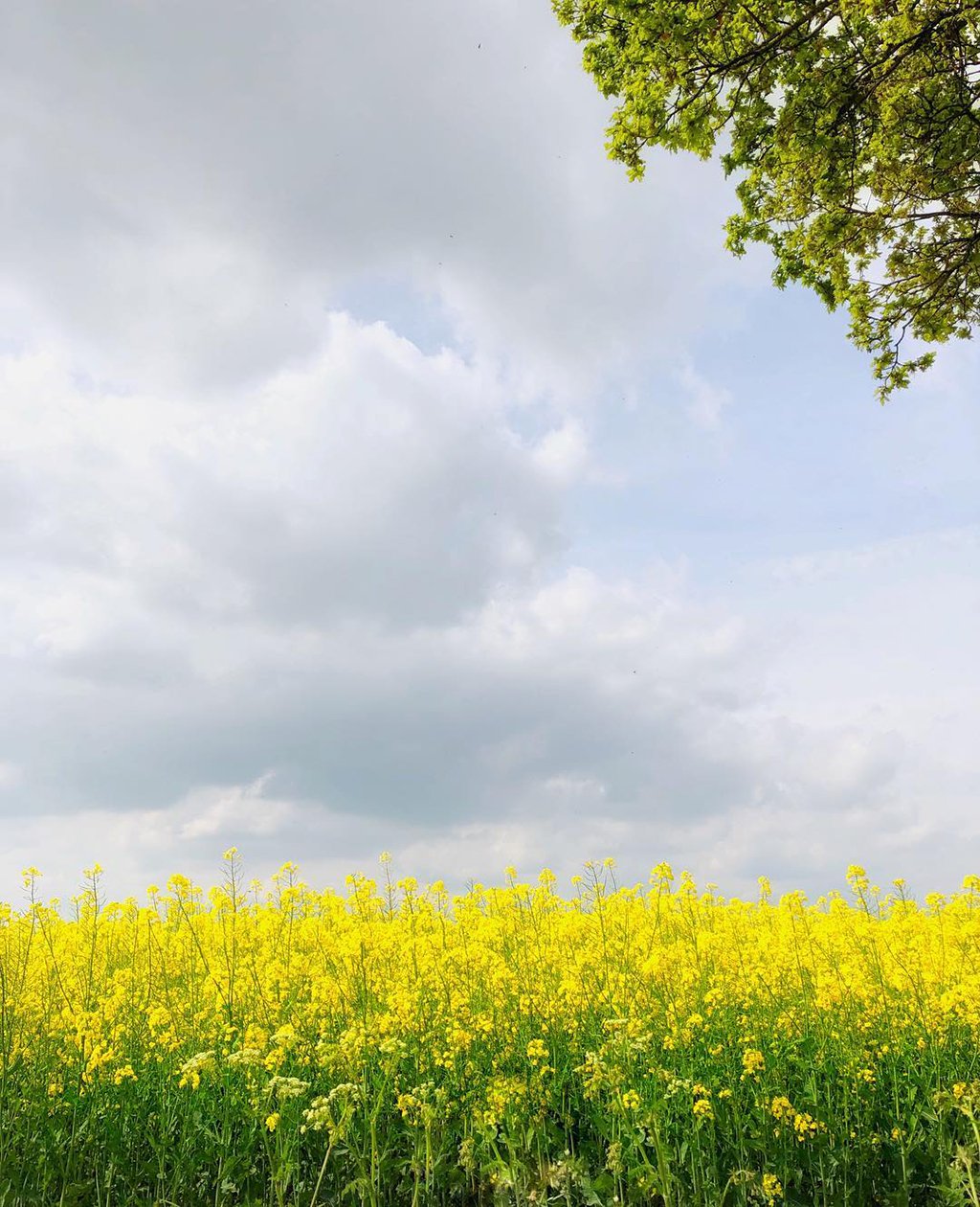 Mobiography Photo Challenge: 15 Yellow Inspired Photos Taken With a Smartphone 11