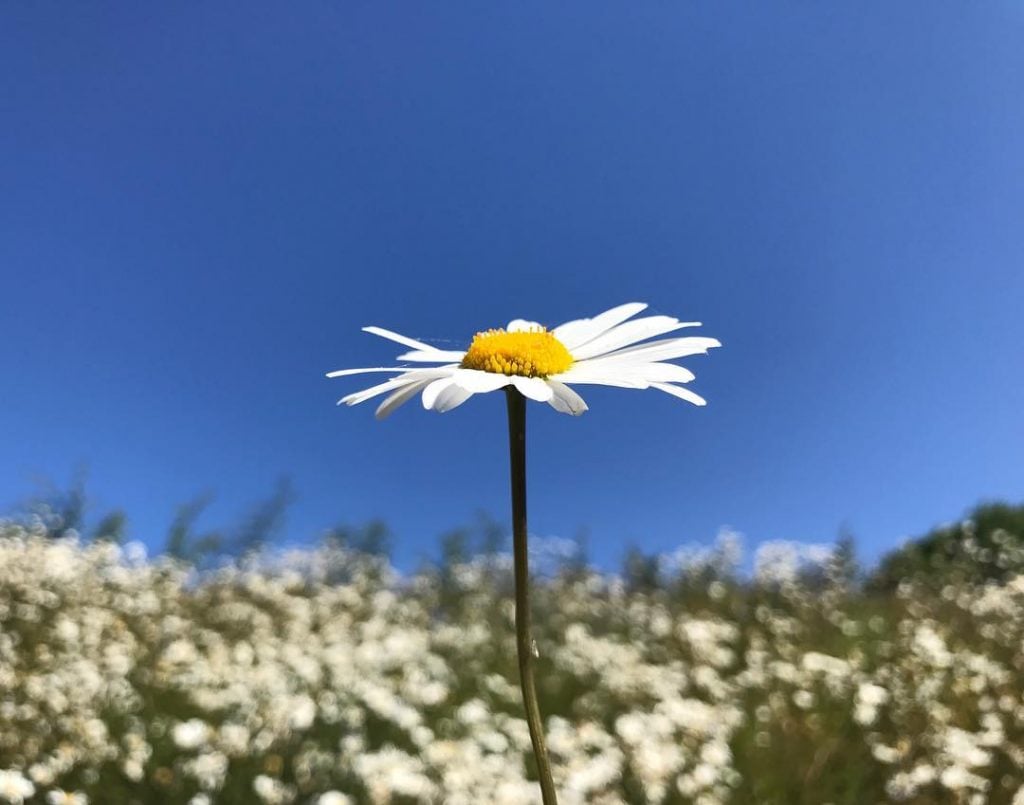 13 Top Tips For Improving Your Flower Photography 2