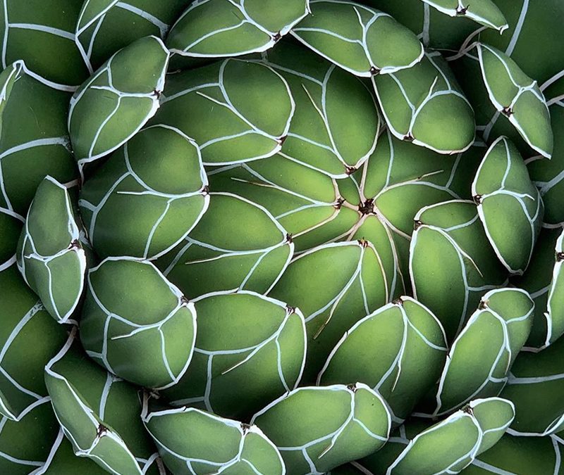 Mobiography Photo Challenge: 12 Beautiful Nature Inspired Smartphone Photos