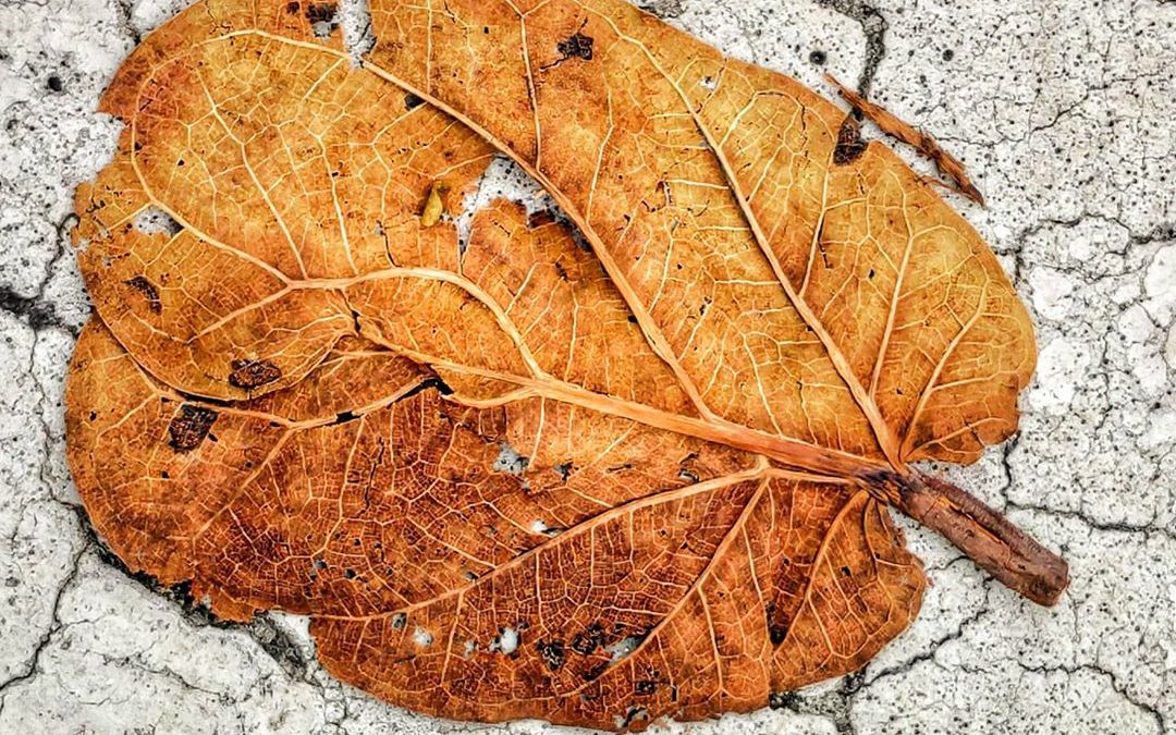 Mobiography Photo Challenge: 14 Amazing Autumn Time Inspired Smartphone Photos