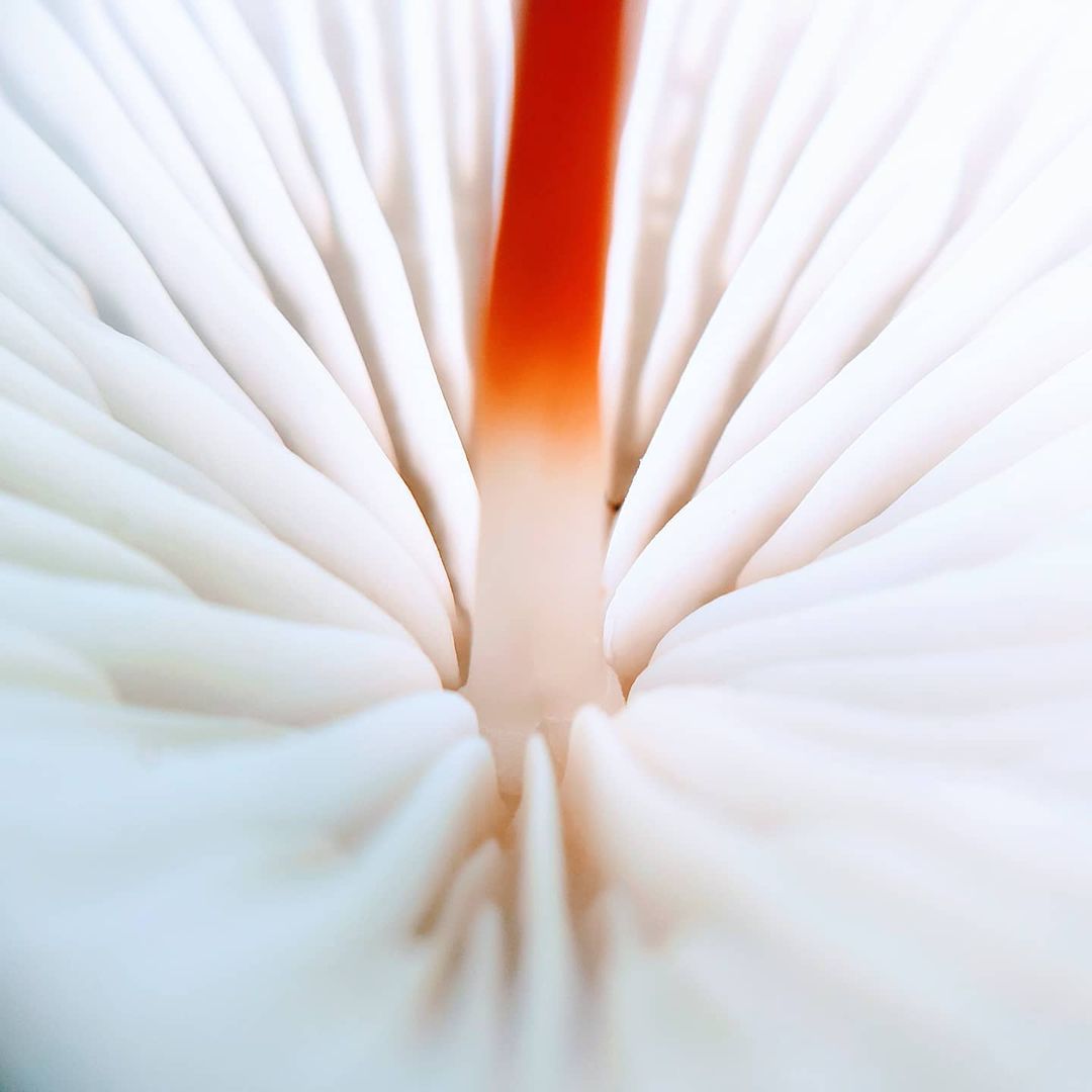Mobiography Photo Challenge: 11 Color Inspired Smartphone Photos 11